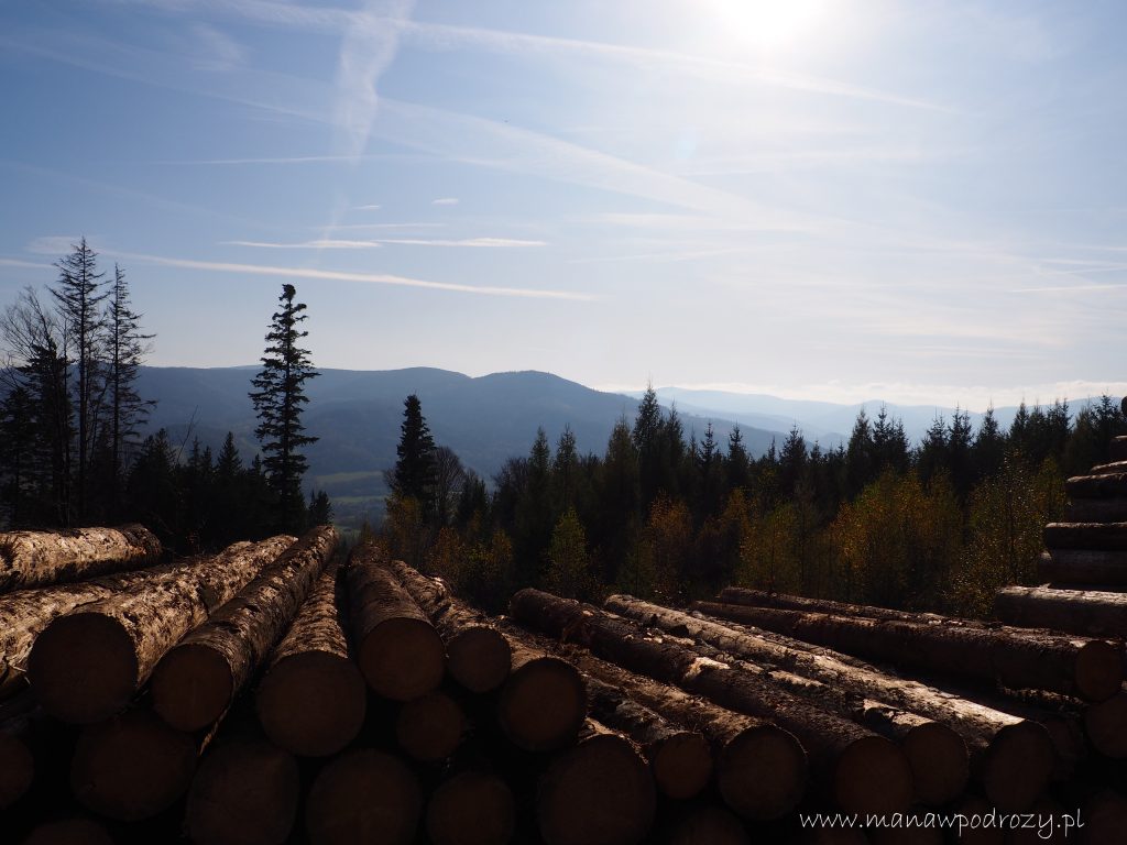 Sterty ściętego drzewa, a w tle Zlaty Chlum