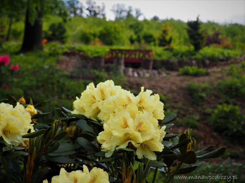 Arboretum w Wojsławicach - zwiedzanie, dojazd