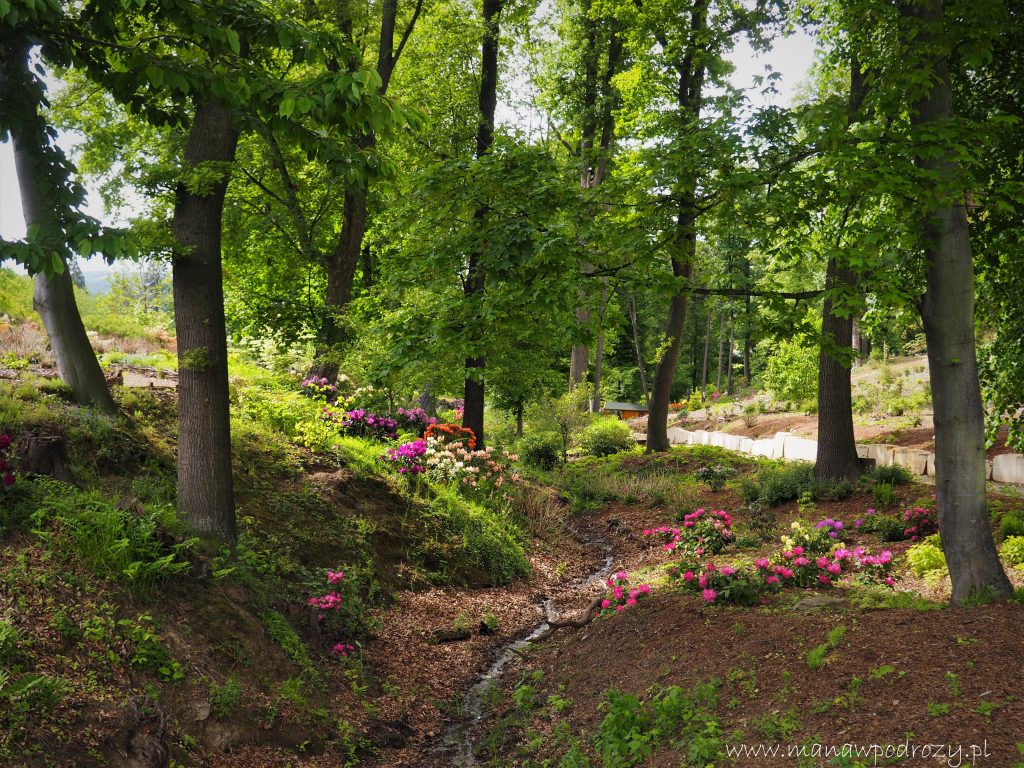 Arboretum w Wojsławicach - zwiedzanie, dojazd