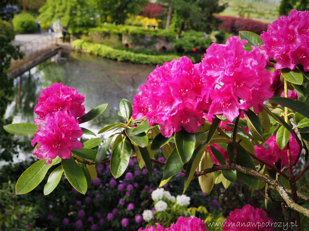 Arboretum w Wojsławicach - zwiedzanie, dojazd