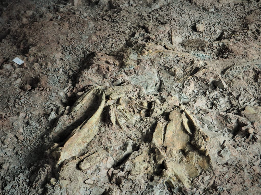 Skamieniałości w Pawilonie Paleontologicznym możemy wypatrzeć "gołym okiem"