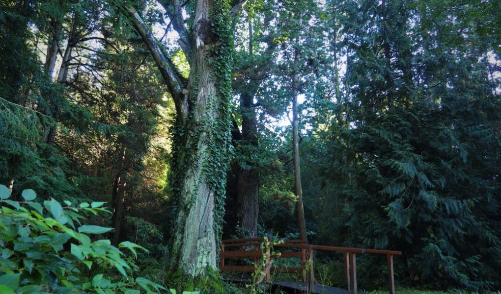 Arboretum w Lipnie k./Opola - dojazd, zwiedzanie, informacje praktyczne