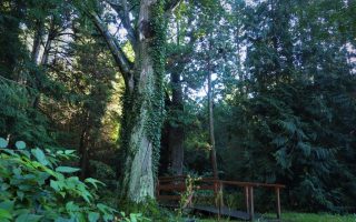 Arboretum w Lipnie k./Opola - dojazd, zwiedzanie, informacje praktyczne