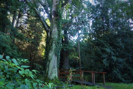 Arboretum w Lipnie k./Opola - dojazd, zwiedzanie, informacje praktyczne