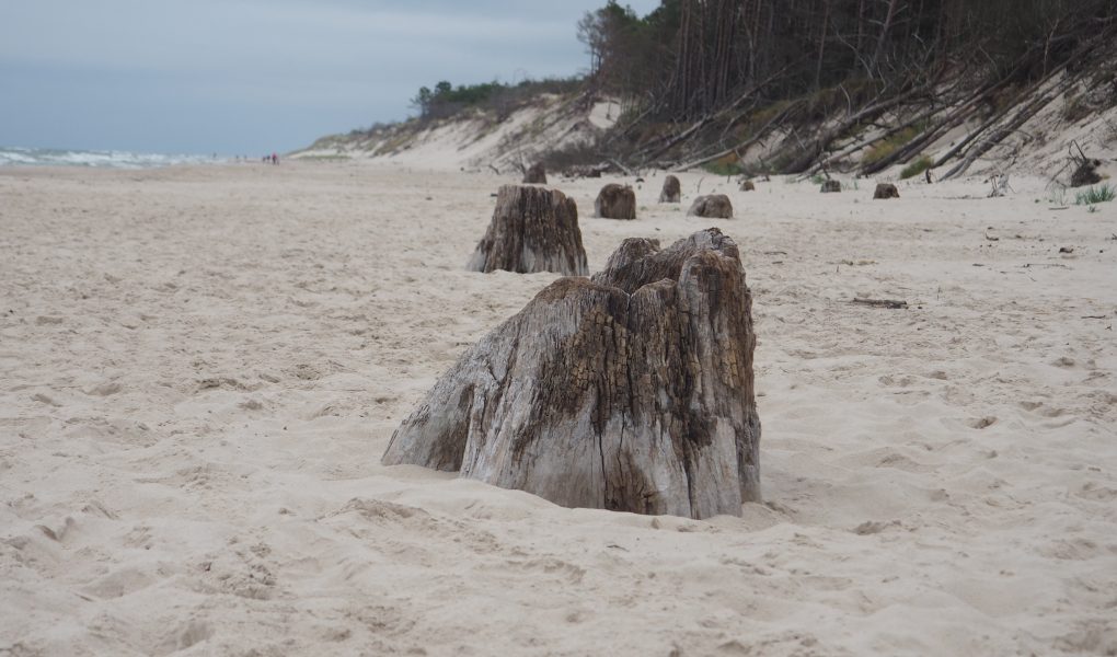 Zatopiony las w okolicy Czołpina - jak dojść? [Słowiński Park Narodowy]