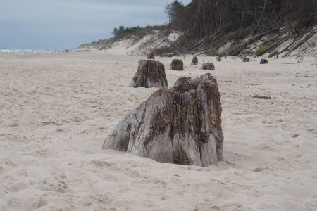 Zatopiony las w okolicy Czołpina - jak dojść? [Słowiński Park Narodowy]