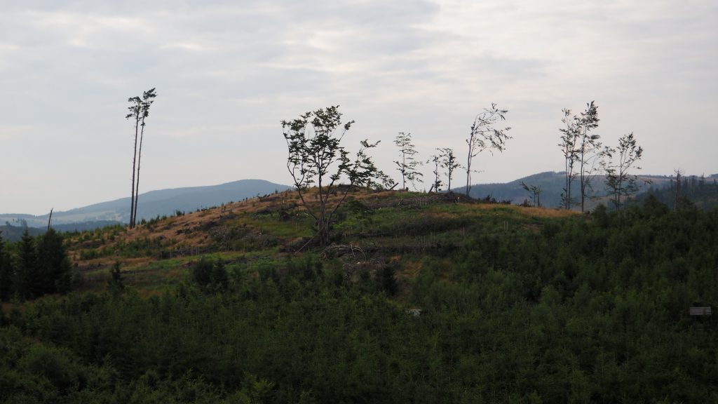 Moravsky Kopec (782 m n.p.m.) - wieża widokowa na Skalce (Góry Opawskie)