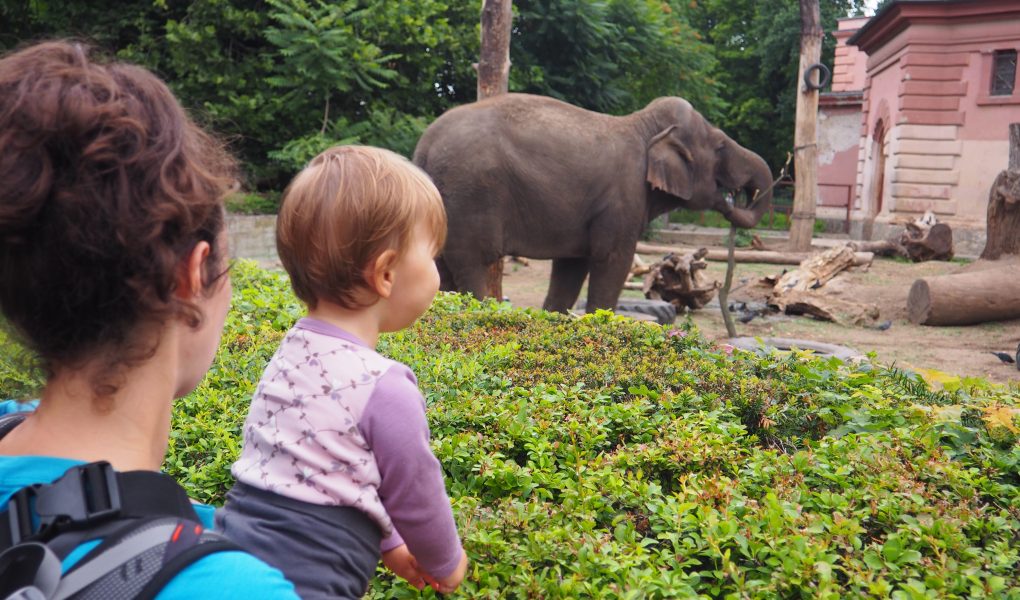 ZOO we Wrocławiu- najciekawsze zoo w Polsce