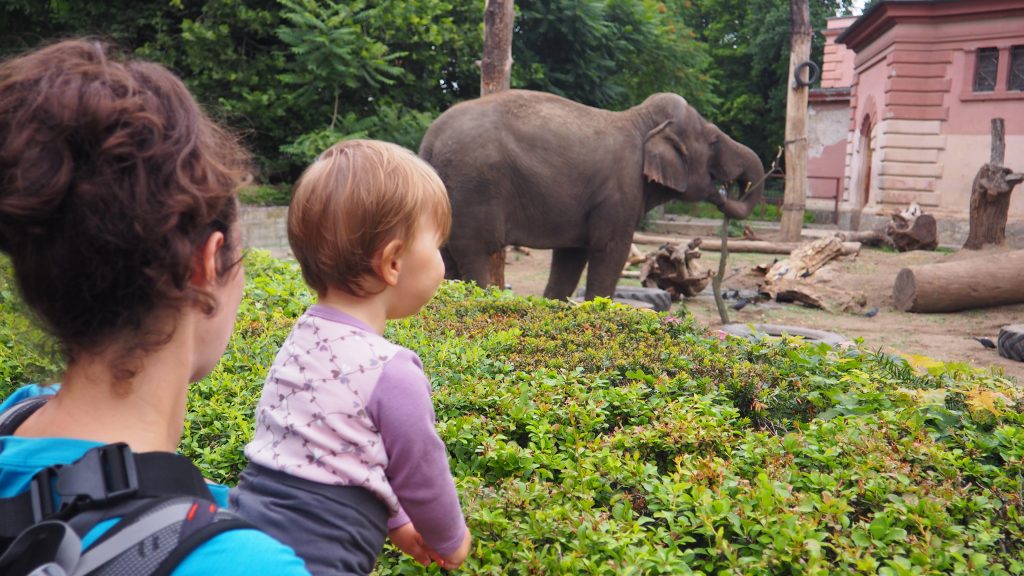 ZOO we Wrocławiu- najciekawsze zoo w Polsce