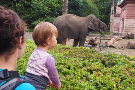 ZOO we Wrocławiu- najciekawsze zoo w Polsce