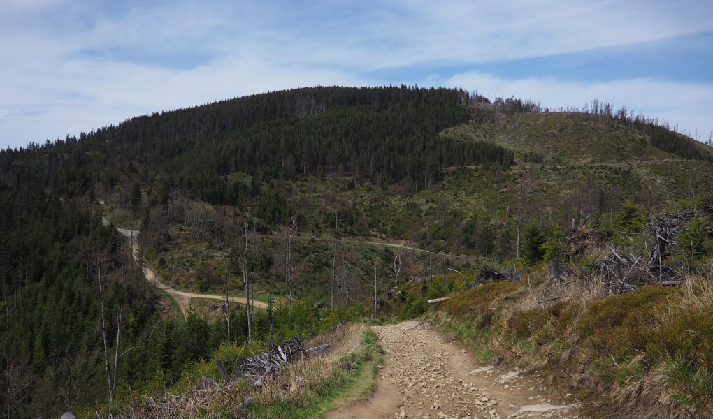 Radziejowa z Przełęczy Obidza -szlak, mapa [Beskid Sądecki]