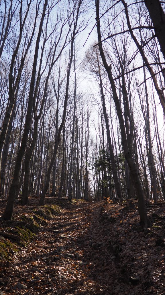 Potrójna- szlak, mapa, chatka [Beskid Mały]