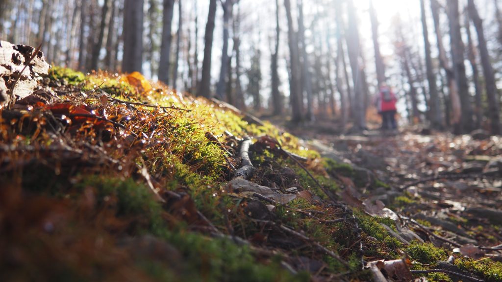 Potrójna- szlak, mapa, chatka [Beskid Mały]