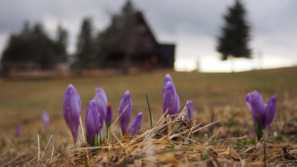 Krawców Wierch- szlak, mapa, bacówka [Beskid Żywiecki]