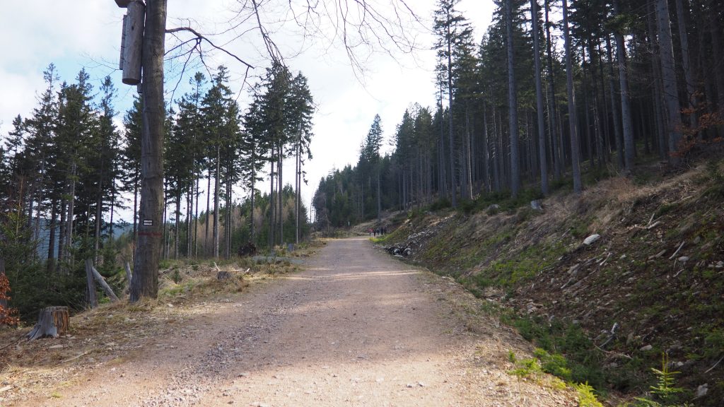 Śnieżnik z Międzygórza - szlak, mapa, wieża widokowa