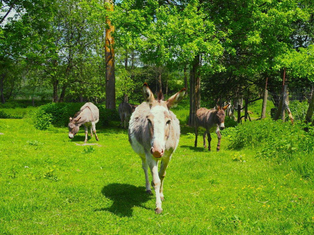 Morąg, atrakcje, co warto zobaczyć? [Mazury Zachodnie]