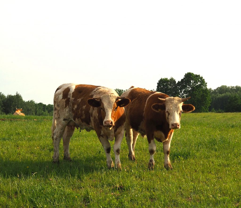 Mazury od kuchni - co zjeść na Mazurach?