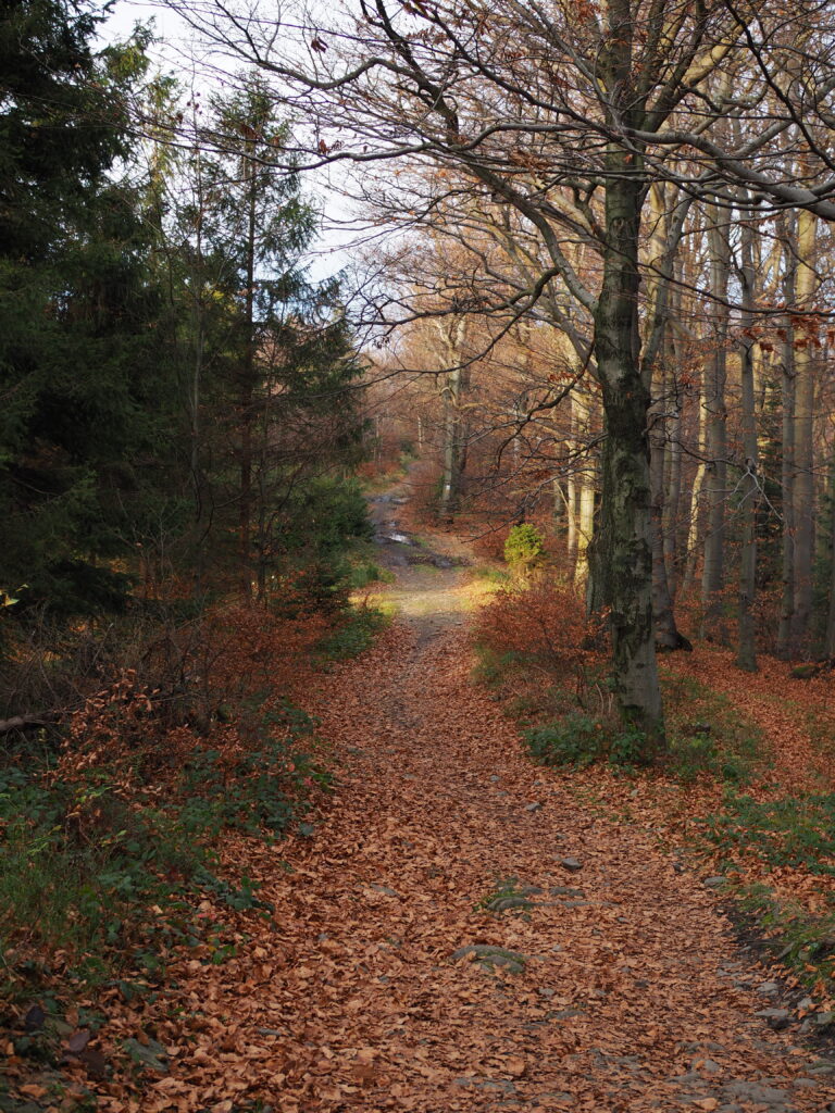 Chrobacza Łąka -szlak, schronisko (828 m n.p.m.) [Beskid Mały]