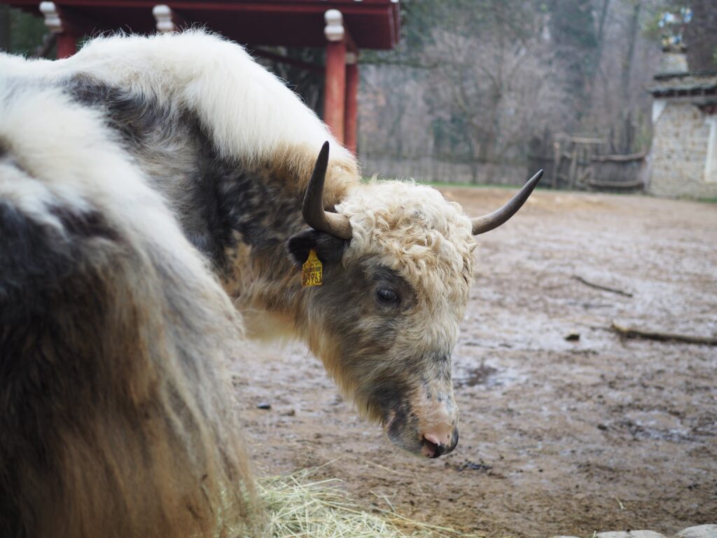 Zoo w Görlitz