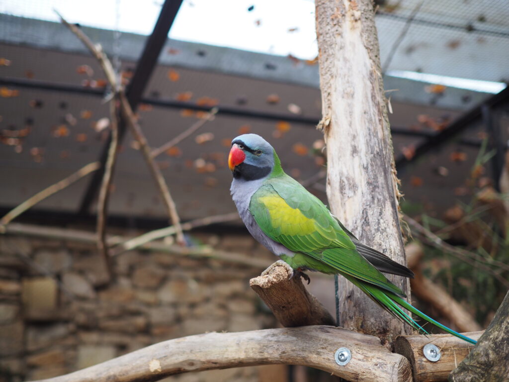 Zoo w Görlitz- wyjątkowe ZOO przy granicy z Polską (dojazd, bilety wstępu)